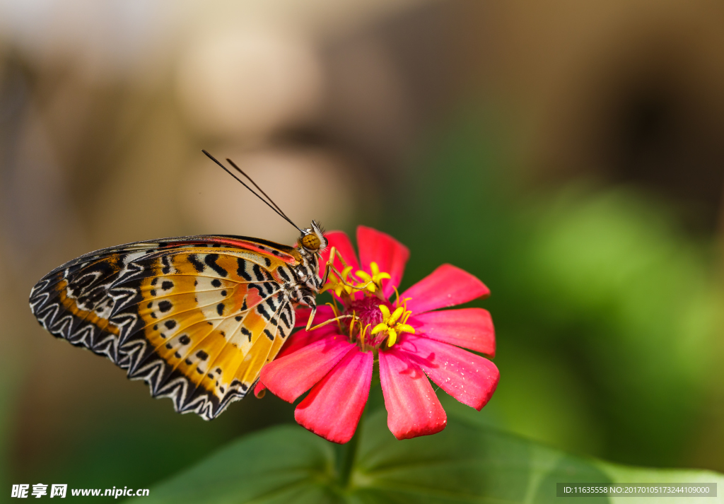 美丽的蝴蝶特写高清图片