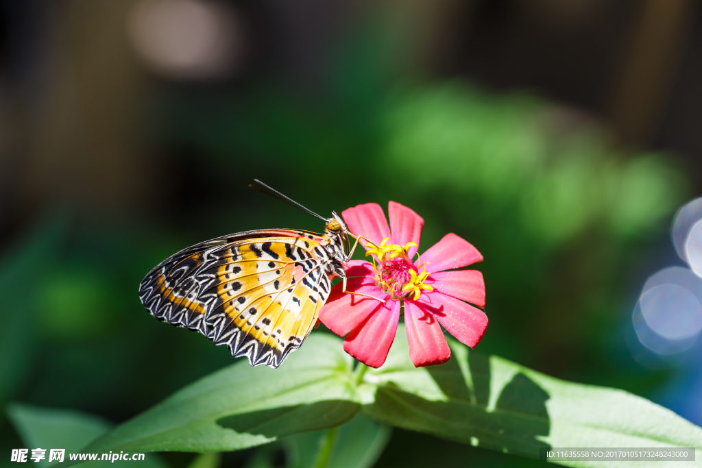 美丽的蝴蝶特写高清图片