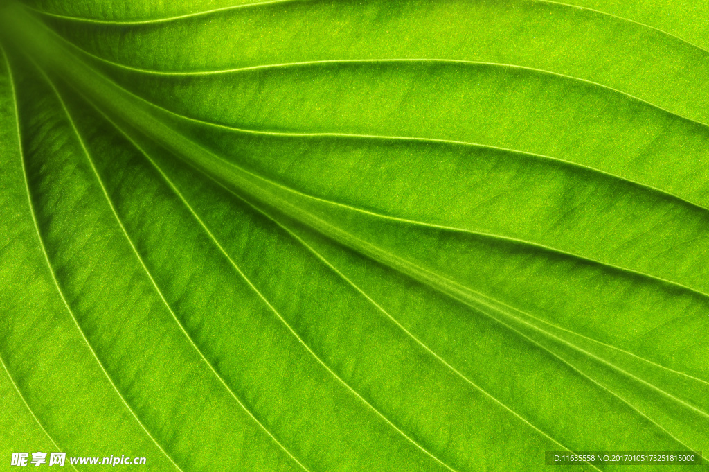 植物绿叶特写高清图片