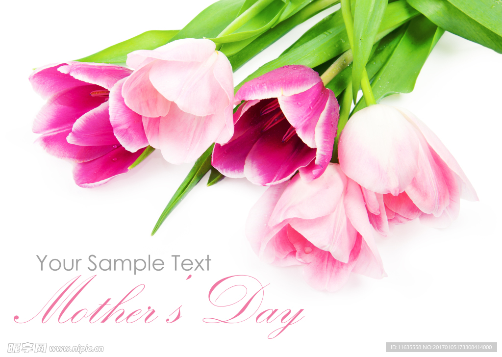 郁金香高清摄影图片