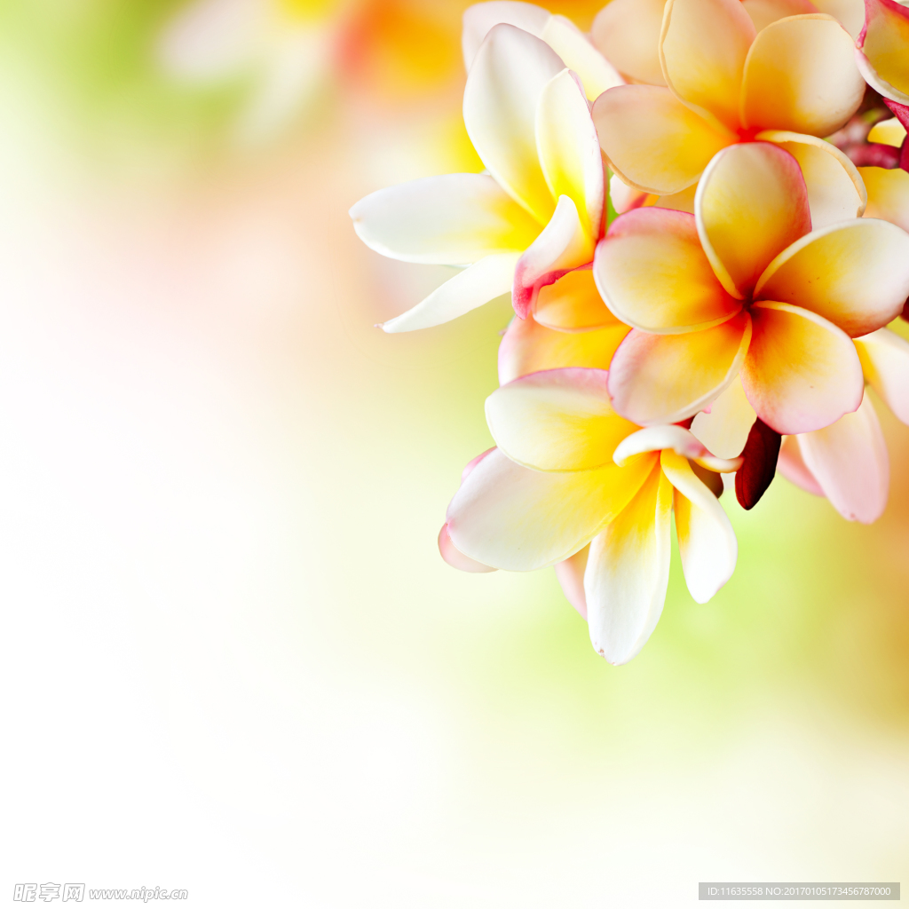 唯美鲜花高清摄影图片