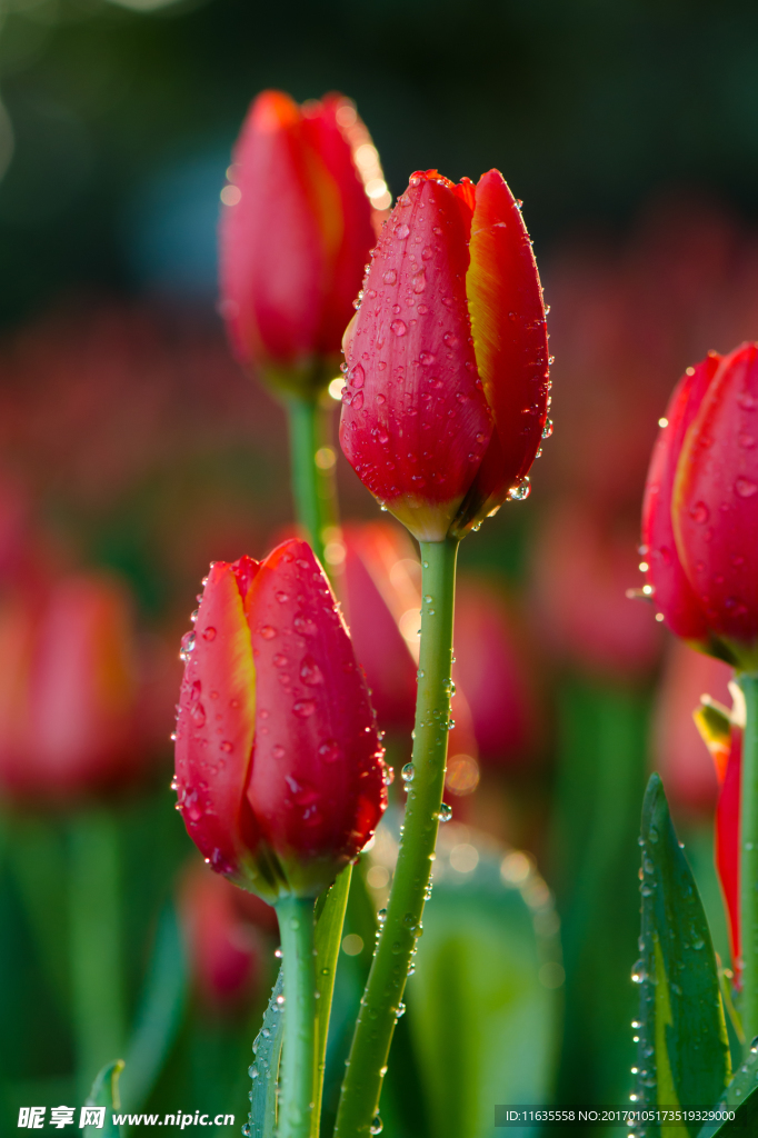 郁金香高清摄影图片