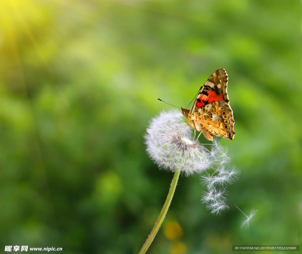 蒲公英高清图片