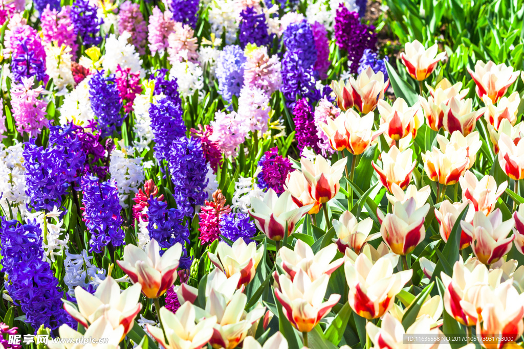 郁金香高清摄影图片