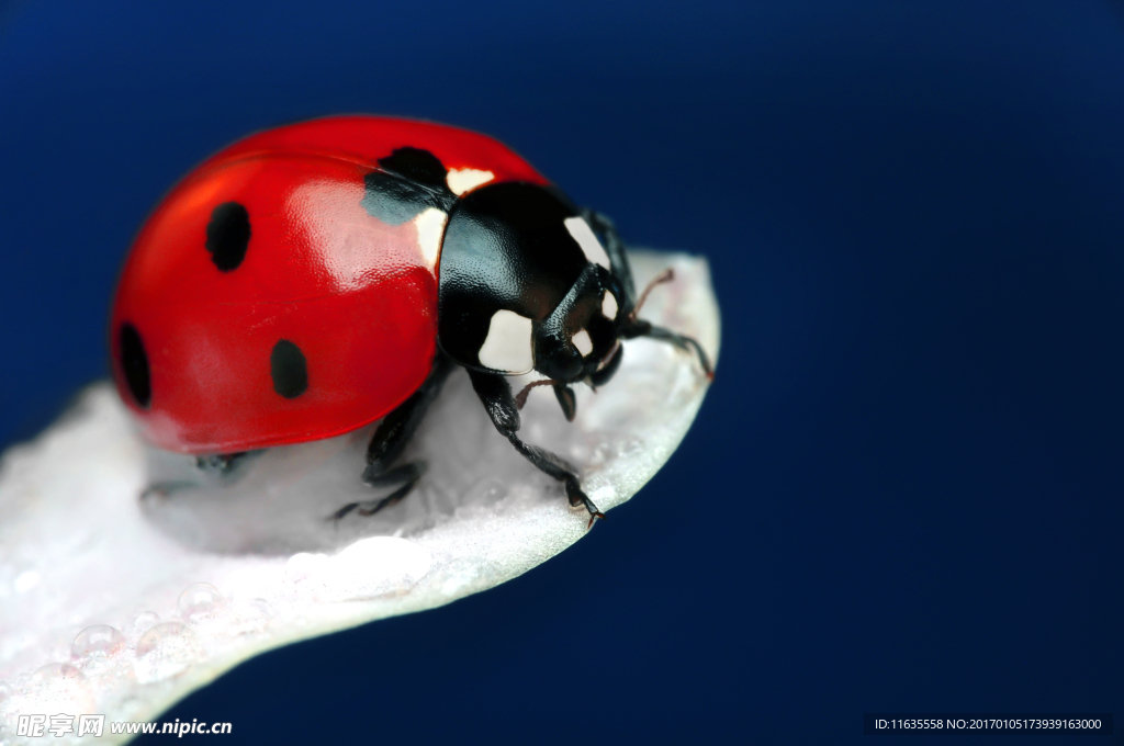 草丛上的七星瓢虫高清图片