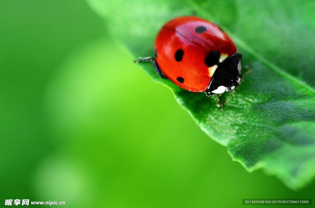 草丛上的七星瓢虫高清图片