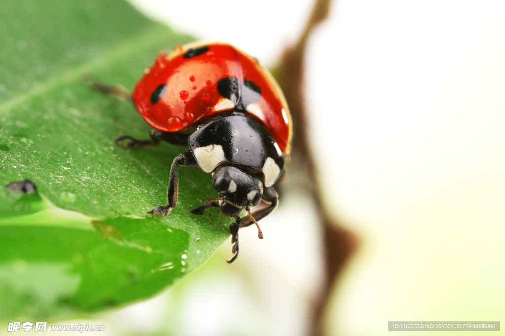 草丛上的七星瓢虫高清图片
