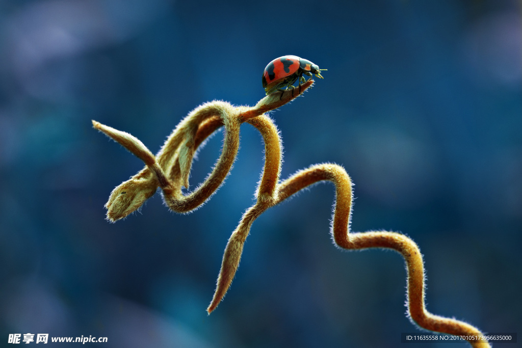 草丛上的七星瓢虫高清图片