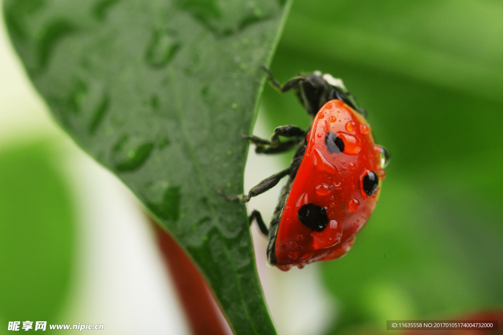 草丛上的七星瓢虫高清图片