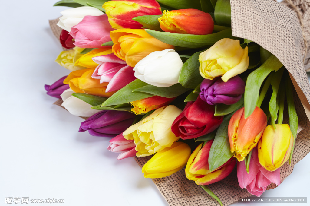 郁金香高清摄影图片