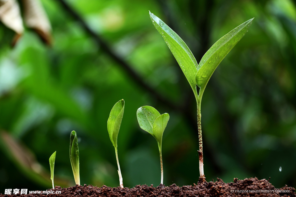 手捧鲜嫩苗子高清摄影图片