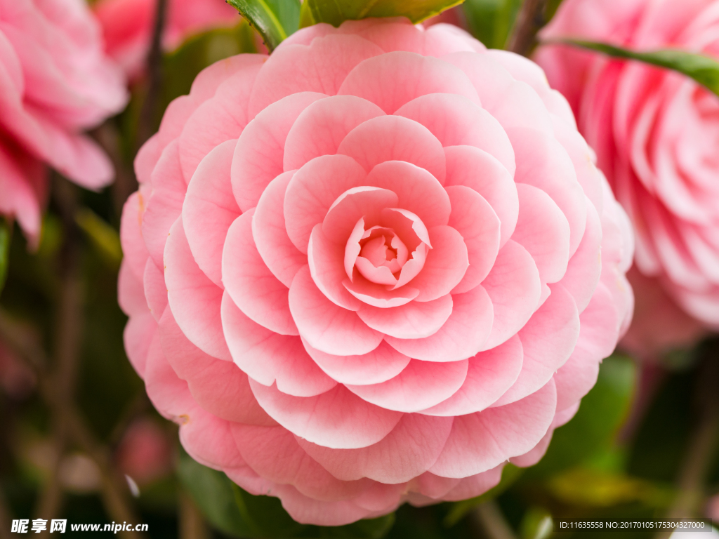 月季高清摄影图片