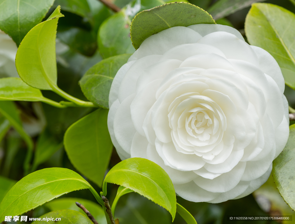 月季高清摄影图片