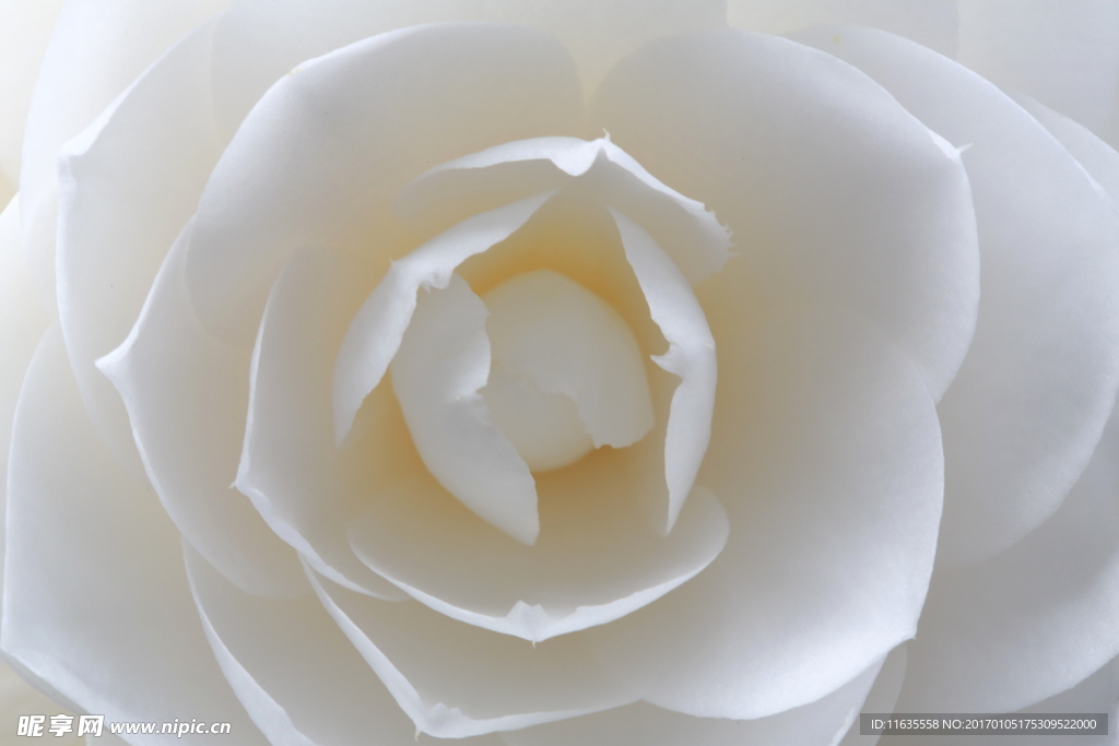 月季高清摄影图片