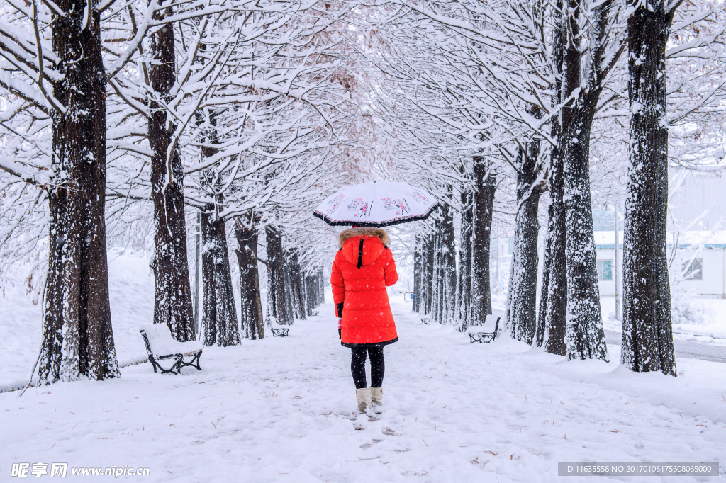 美丽的冬天树林风景高清图片