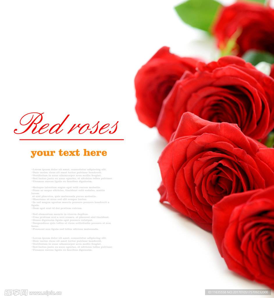 玫瑰花唯美温馨高清照片