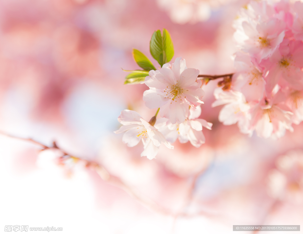 唯美樱花特写高清摄影图片