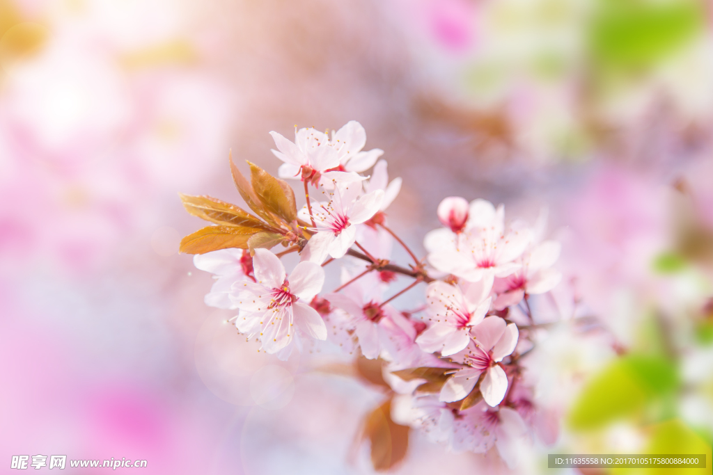 唯美樱花特写高清摄影图片
