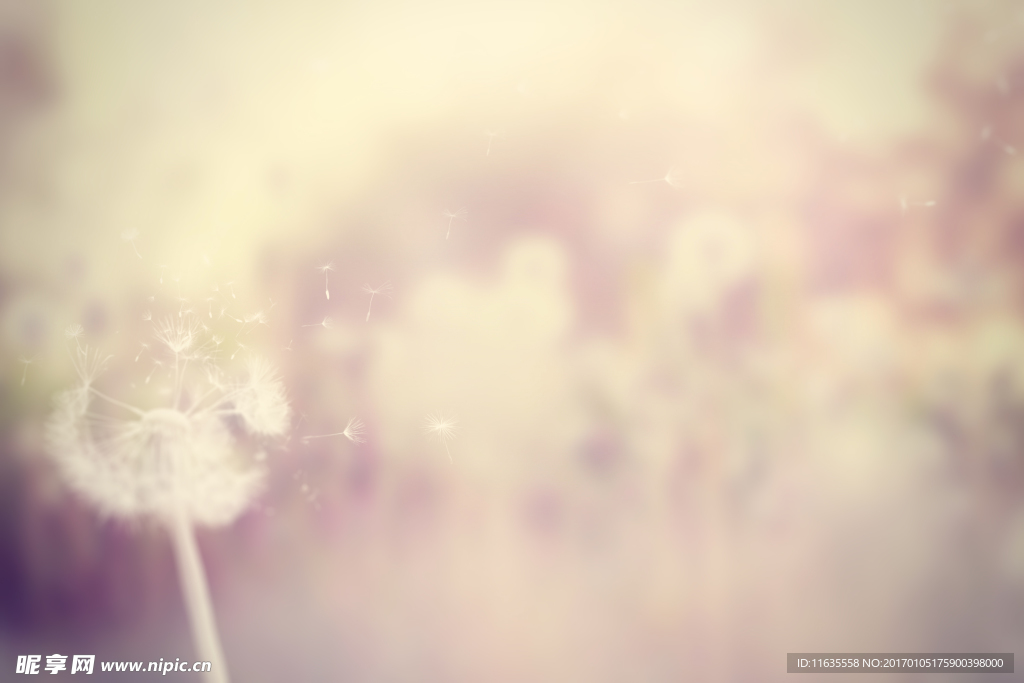 美丽的蒲公英植物特写高清图片