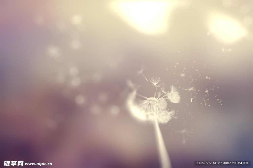 美丽的蒲公英植物特写高清图片