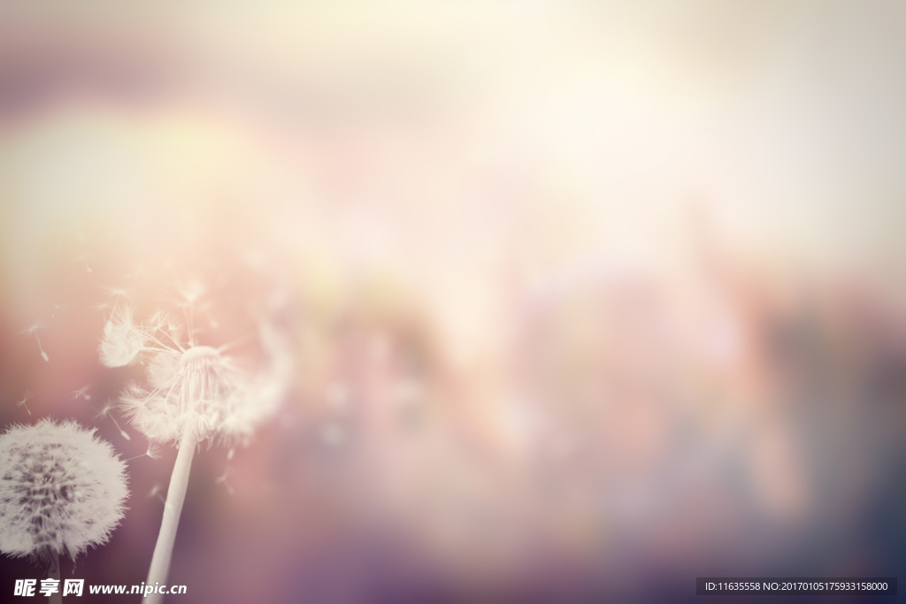 美丽的蒲公英植物特写高清图片