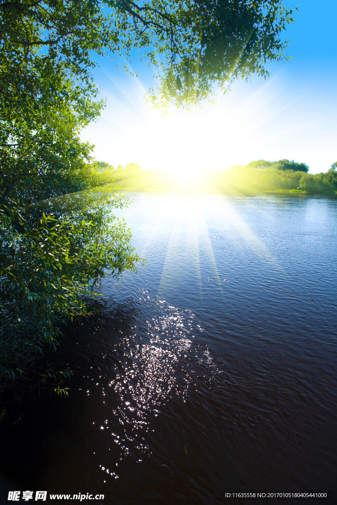 耀眼阳光与树木湖景