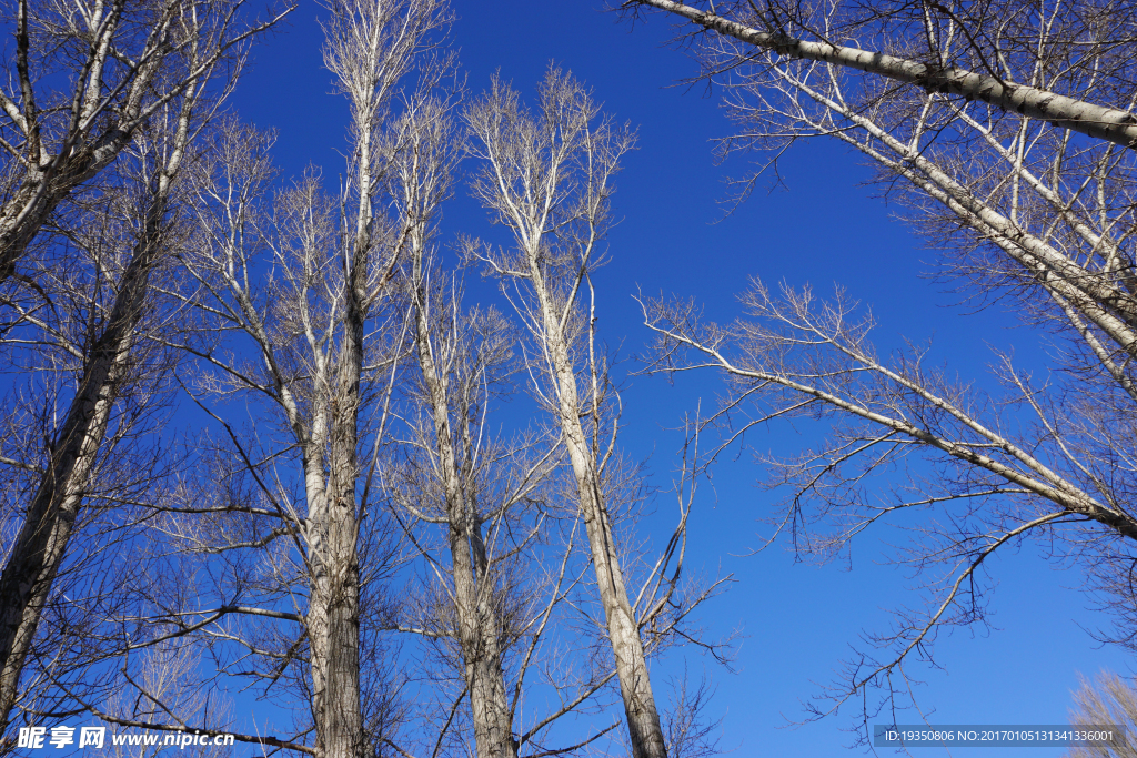 蓝天 杨树 冬天