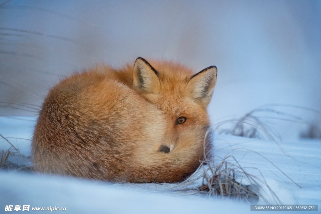 雪地中一只蜷缩的狐狸