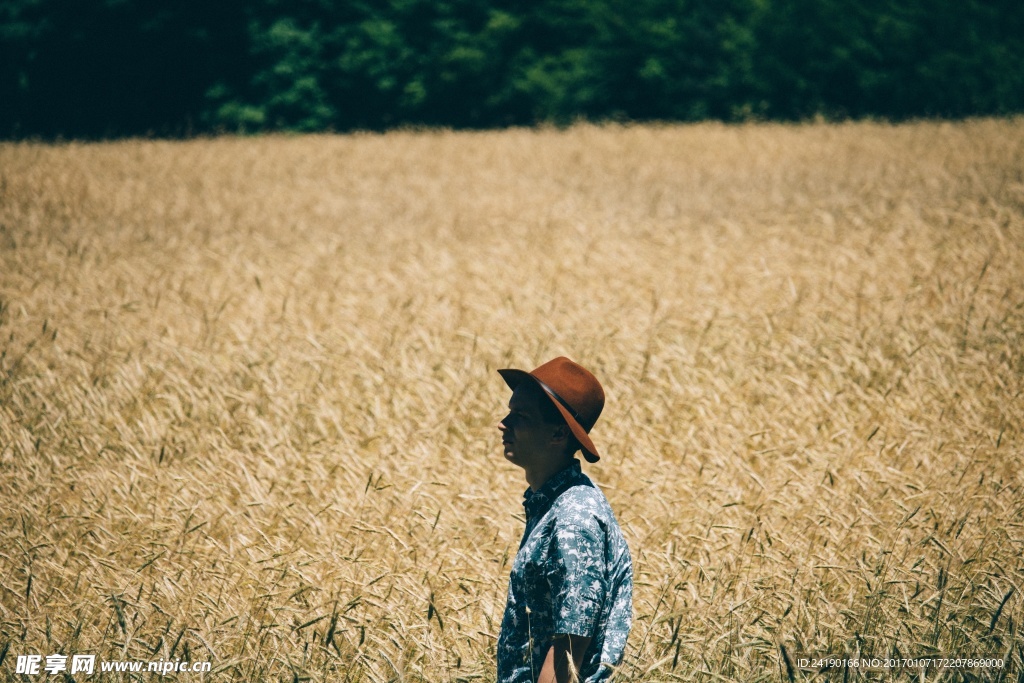 摄影图片 麦田