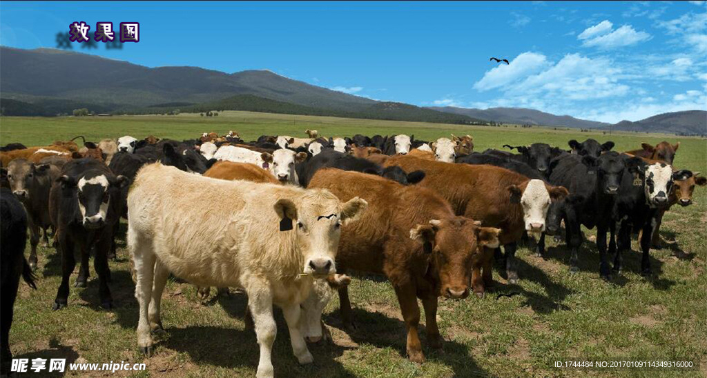 风吹蓝天白云草地与牛群视频