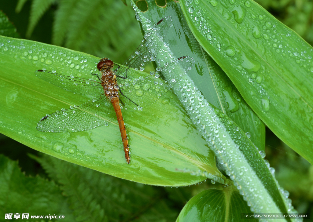 雨后草上的蜻蜓