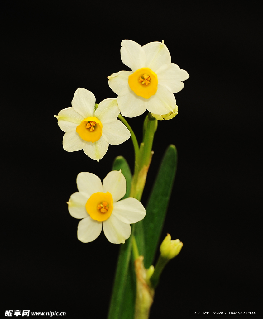 水仙 金盏银台 玉玲珑 凌波仙