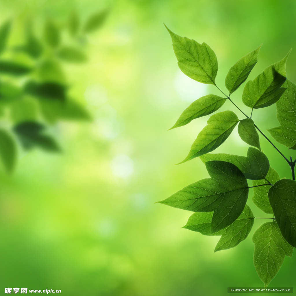 绿色树叶背景图片