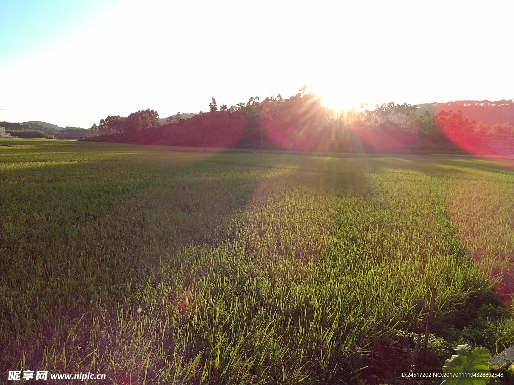 乡村 村庄 田园 树木 房屋