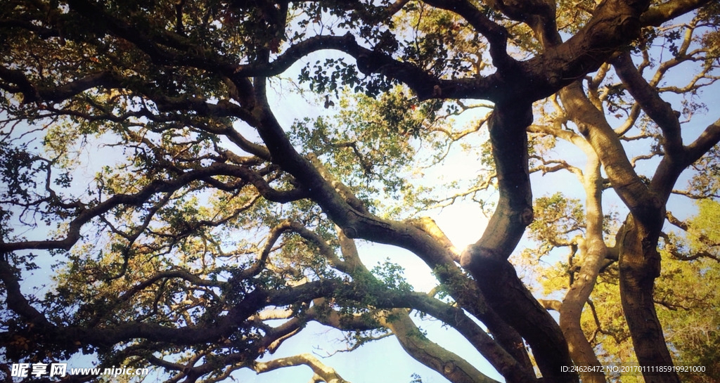 4K视频素材 树木阳光