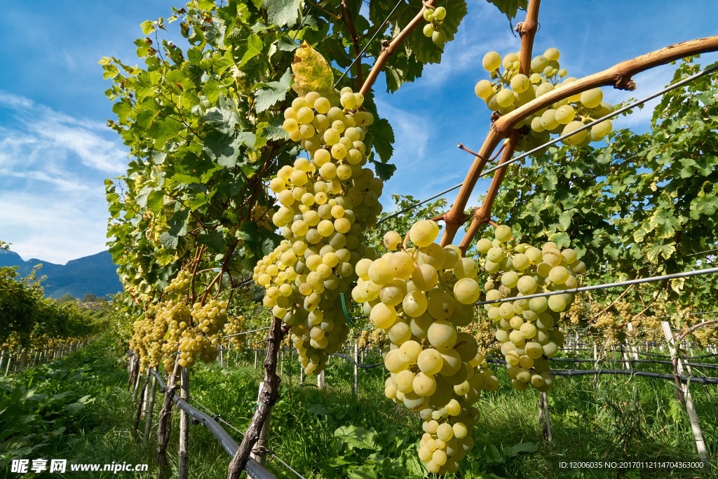 葡萄园里的葡萄