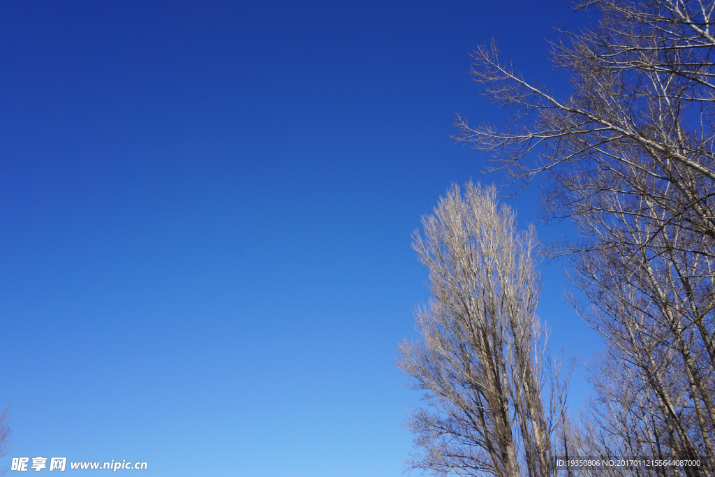 冬天 蓝天 杨树