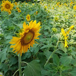 向日葵