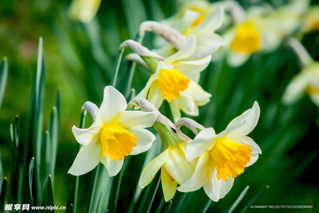 水仙花摄影图片