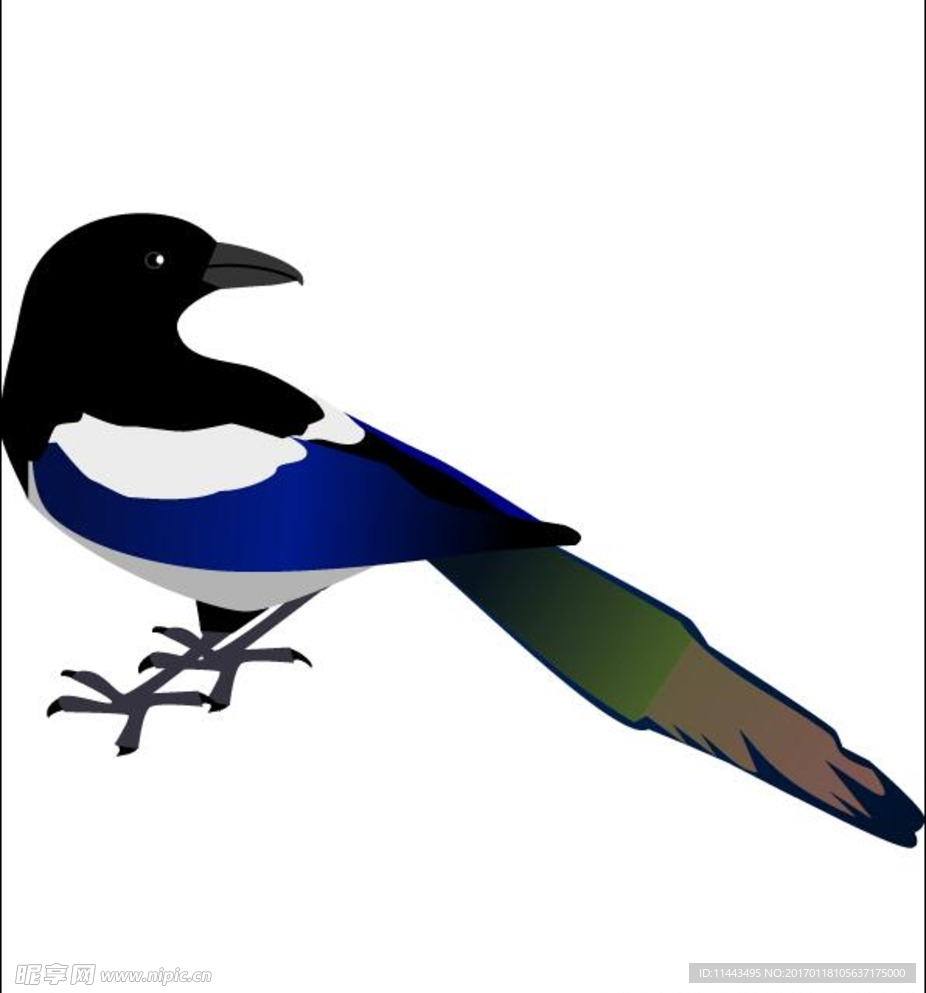 喜鹊矢量