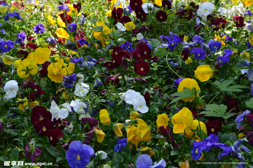 苏州同里古镇 5A级景区 世界