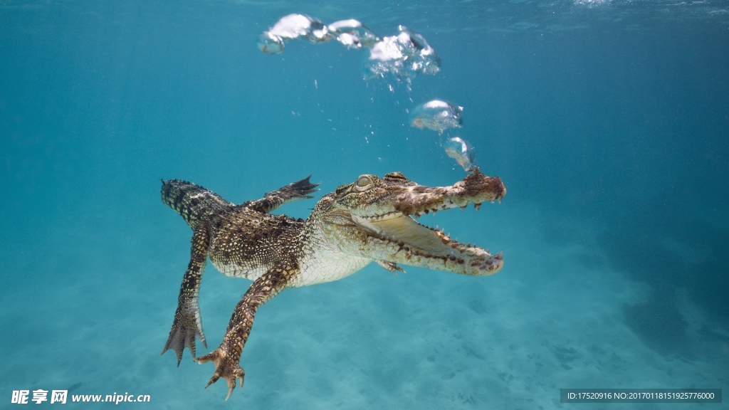 水下鳄鱼