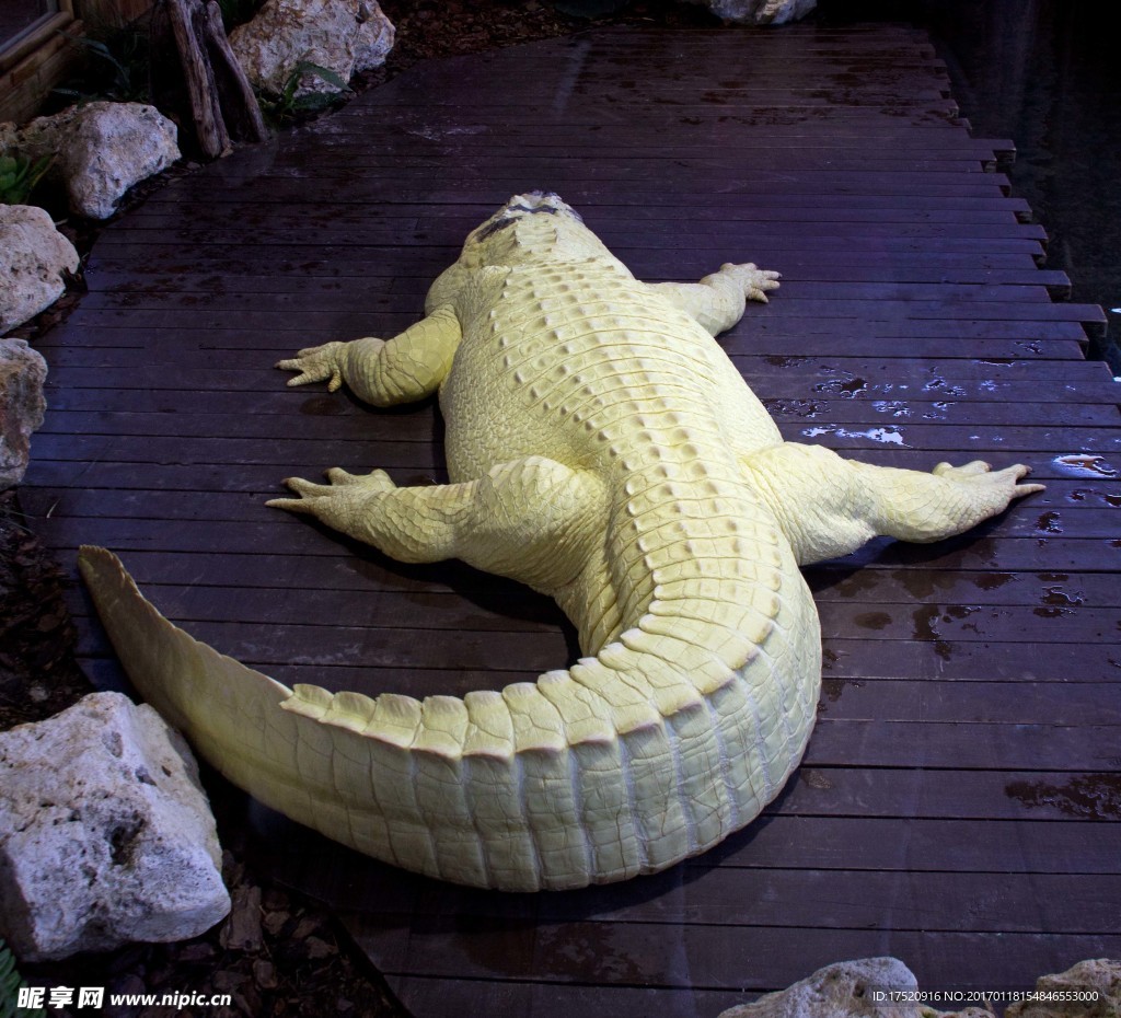 白化鳄鱼