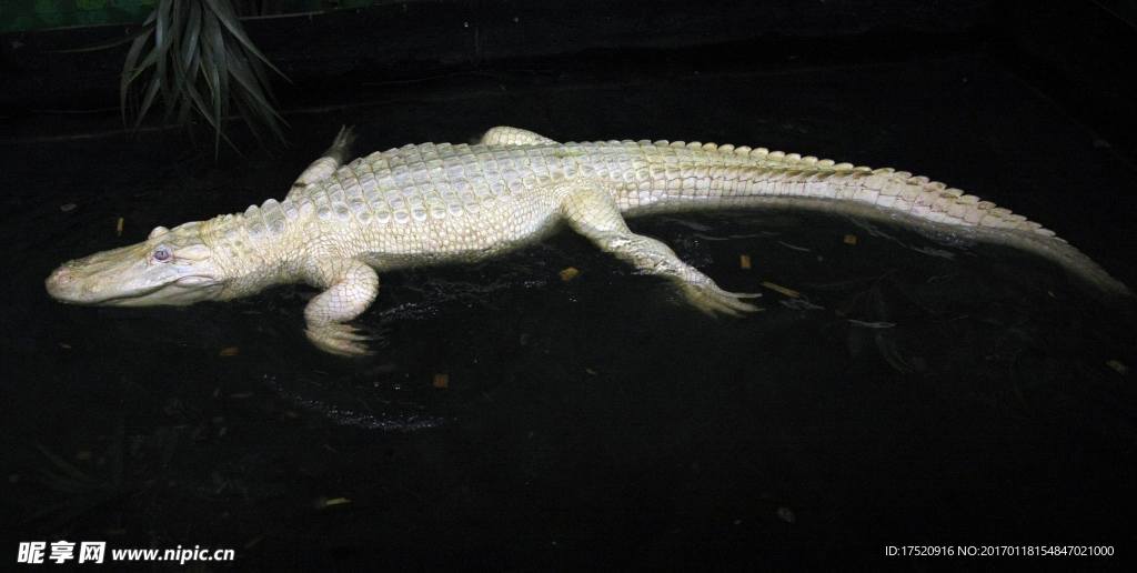 白化鳄鱼