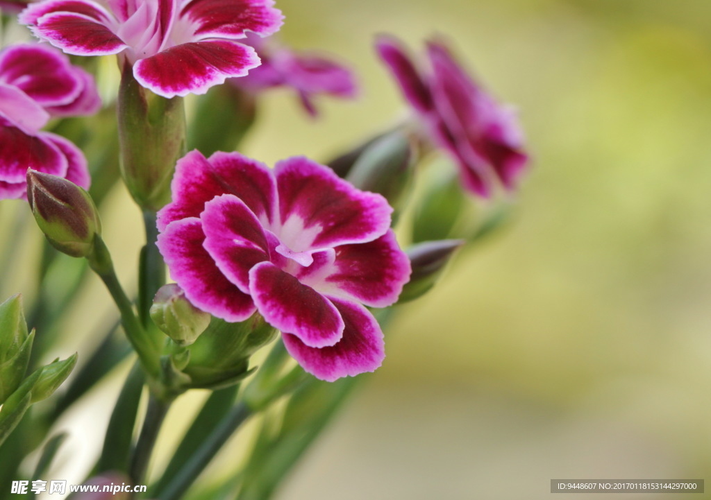 单瓣康乃馨图片