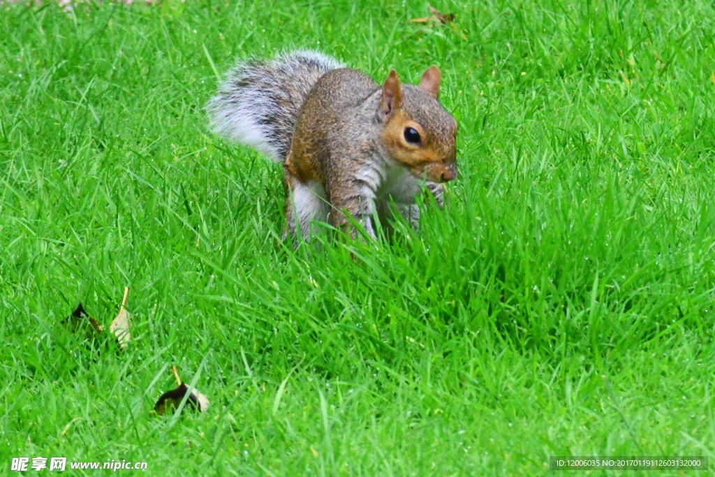 草丛上的松鼠
