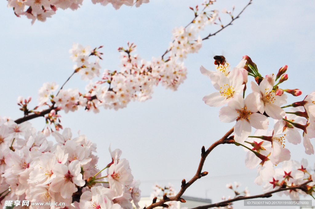 樱花与蜜蜂