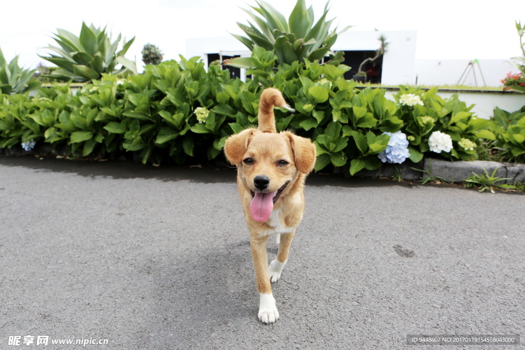 吐舌头的小狗图片