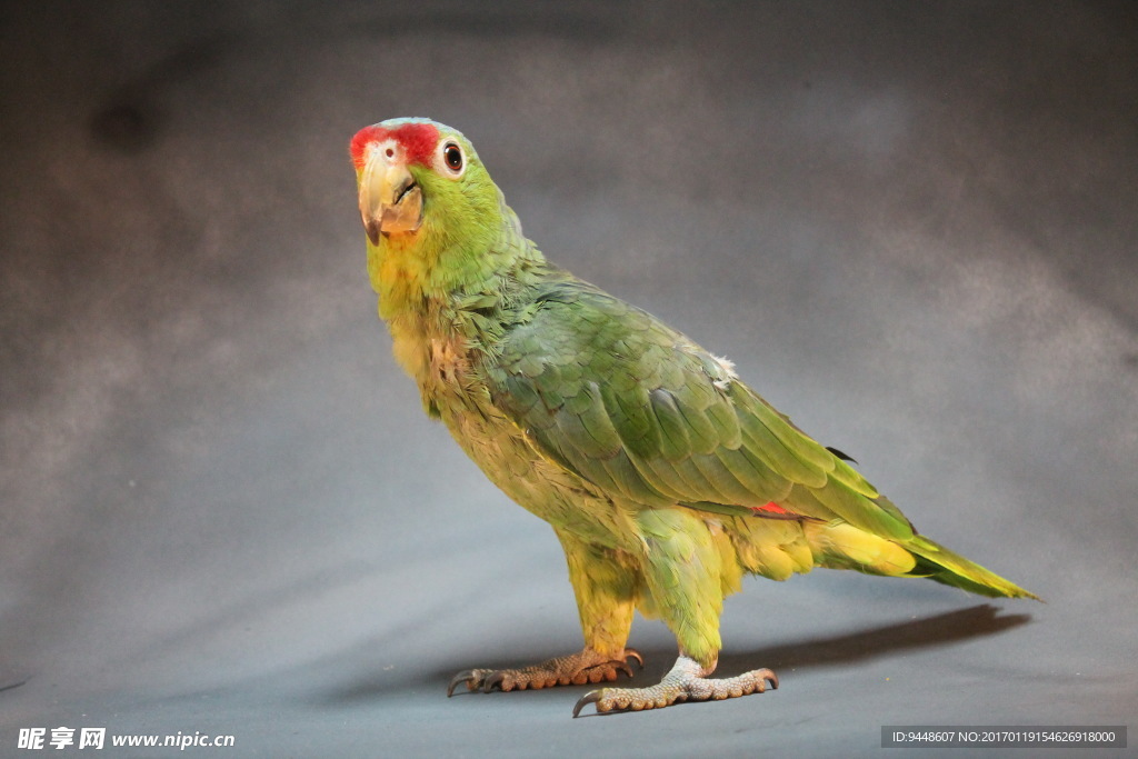 红额金刚鹦鹉图片