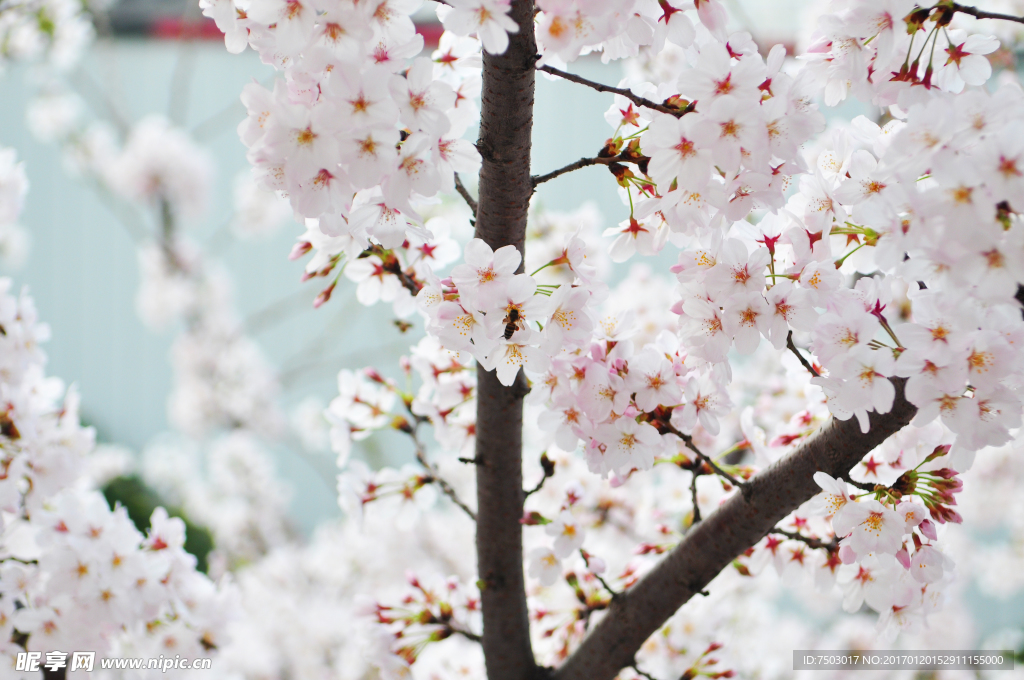 蜜蜂戏樱花